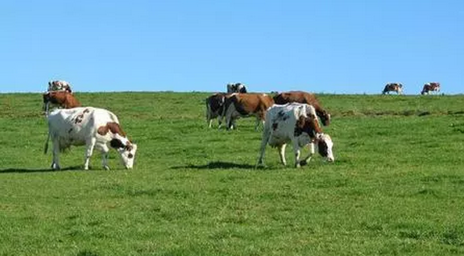 農(nóng)業(yè)部最新發(fā)布:豬場(chǎng)糞污處理這么做!(圖1) 農(nóng)業(yè)部最新發(fā)布:豬場(chǎng)糞污處理這么做!(圖1)